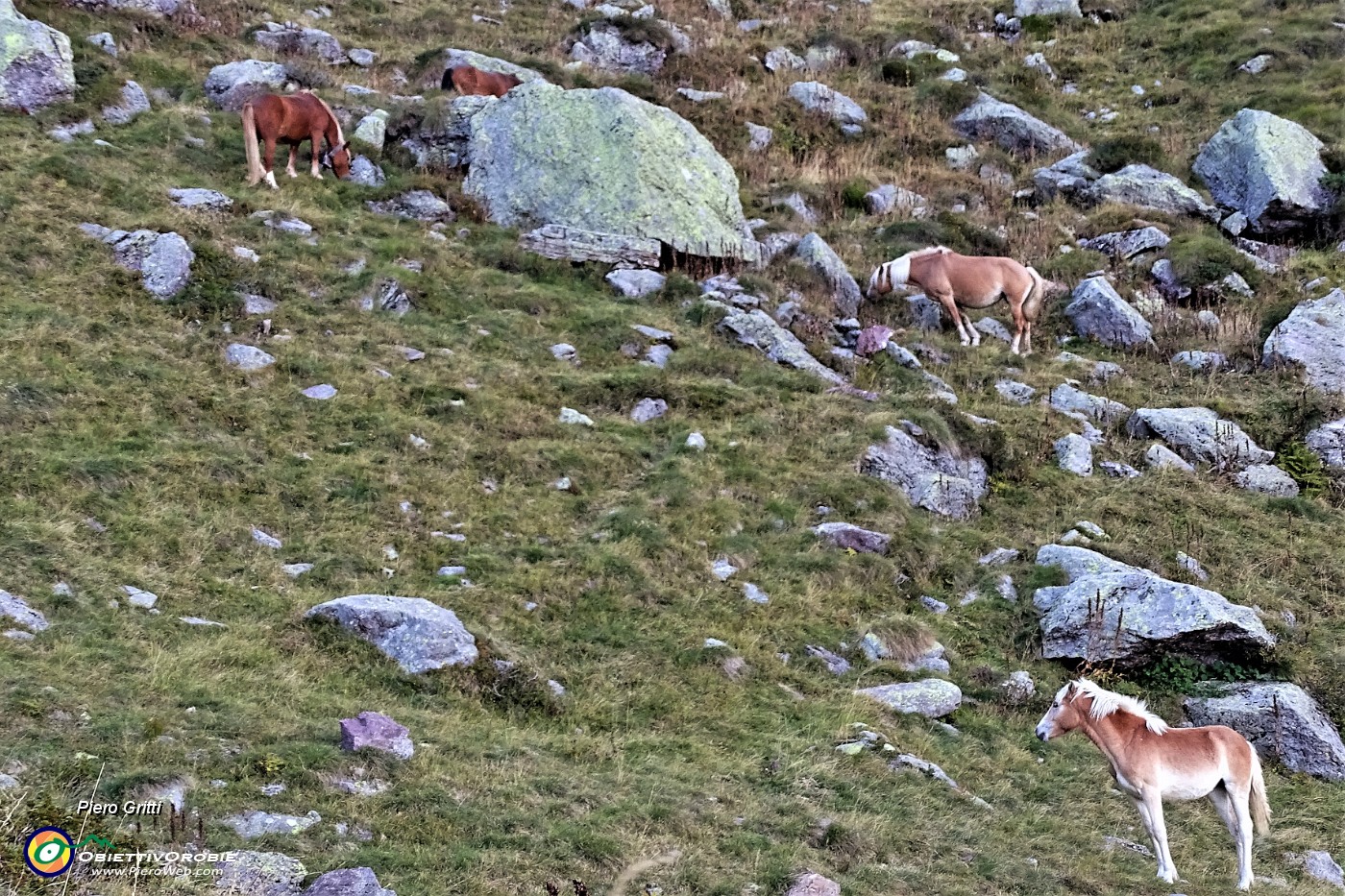 92 Alla Corna dei vitelli cavalli al pascolo.JPG
